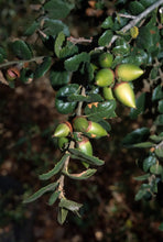 Load image into Gallery viewer, Quercus agrifolia - Coast Live Oak

