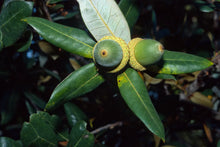 Load image into Gallery viewer, Quercus chrysolepis - Canyon Live Oak
