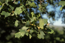 Load image into Gallery viewer, Quercus douglasii - Blue Oak
