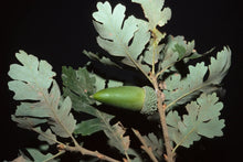 Load image into Gallery viewer, Quercus lobata - Valley Oak
