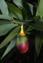 Load image into Gallery viewer, Umbellularia californica - California Bay Laurel
