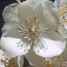 Load image into Gallery viewer, Philadelphus lewisii - Mock Orange
