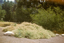 Load image into Gallery viewer, Eriogonum fasciculatum - California Buckwheat

