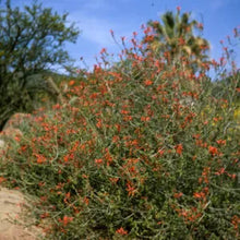Load image into Gallery viewer, Justicia californica - Chuparosa
