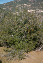 Load image into Gallery viewer, Cercocarpus betuloides - Mountain Mahogany

