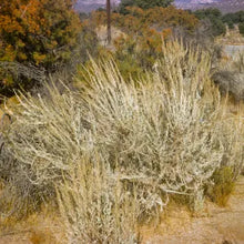 Load image into Gallery viewer, Artemisia tridentata - Big Sagebrush

