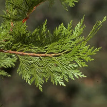 Load image into Gallery viewer, Calocedrus decurrens - Incense Cedar
