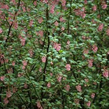 Load image into Gallery viewer, Ribes sanguineum - Red Flowering Currant
