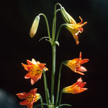 Load image into Gallery viewer, Lilium parvum - Alpine Lily
