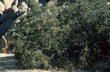 Load image into Gallery viewer, Quercus cornelius-mulleri- Muller Oak
