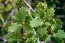 Load image into Gallery viewer, Quercus cornelius-mulleri- Muller Oak
