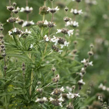 Load image into Gallery viewer, Salvia brandegeei - Santa Rosa Island Sage
