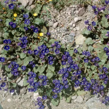 Load image into Gallery viewer, Phacelia campanularia - Desert Blue Bells
