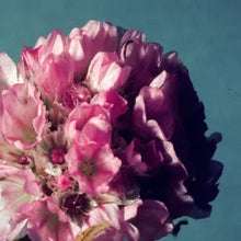 Load image into Gallery viewer, Armeria maritima - Pink Sea Thrift
