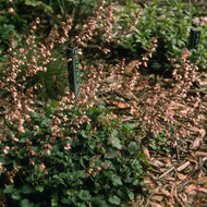 Heuchera 'Blushing Bells' - Blushing Bells Coral Bells