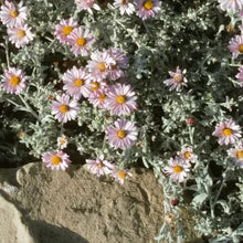 Load image into Gallery viewer, Corethrogyne filaginifolia 'Silver Carpet' - Silver Carpet Aster
