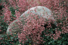 Load image into Gallery viewer, Heuchera 'Canyon Duet' - Pink and White Coral Bells
