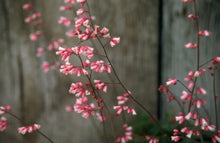 Load image into Gallery viewer, Heuchera 'Canyon Duet' - Pink and White Coral Bells
