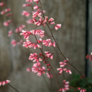 Heuchera 'Canyon Duet' - Pink and White Coral Bells