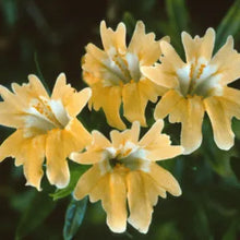 Load image into Gallery viewer, Diplacus grandiflorus - Bush Monkeyflower
