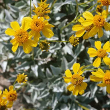 Load image into Gallery viewer, Encelia farinosa - Brittlebush
