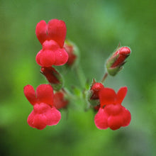 Load image into Gallery viewer, Gambelia speciosa - Showy Island Snapdragon
