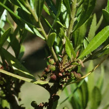 Load image into Gallery viewer, Morella californica - Pacific Wax Myrtle
