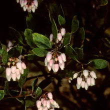 Load image into Gallery viewer, Arctostaphylos densiflora 'Howard McMinn' - Howard McMinn Manzanita
