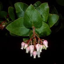 Load image into Gallery viewer, Arctostaphylos refugioensis - Refugio Manzanita
