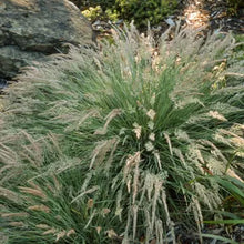Load image into Gallery viewer, Calamagrostis foliosa - Leafy Reed Grass
