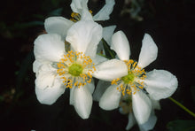 Load image into Gallery viewer, Carpenteria californica - Bush Anemone
