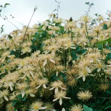 Load image into Gallery viewer, Clematis lasiantha - Chaparral Clematis
