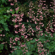Heuchera 'Rosada'- Rosada Coral Bells