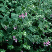 Load image into Gallery viewer, Lepechinia fragrans - Fragrant Pitcher Sage
