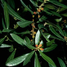 Load image into Gallery viewer, Morella californica - Pacific Wax Myrtle
