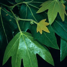 Load image into Gallery viewer, Platanus racemosa - Western Sycamore
