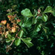 Load image into Gallery viewer, Rhus trilobata - Skunkbush
