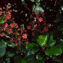 Load image into Gallery viewer, Ribes viburnifolium - Catalina Currant
