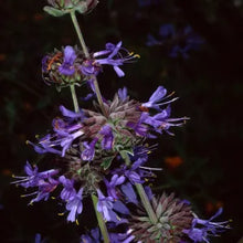 Load image into Gallery viewer, Salvia clevelandii - Cleveland Sage
