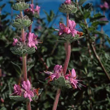 Load image into Gallery viewer, Salvia leucophylla - Purple Sage
