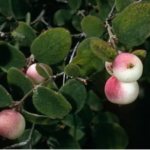 Load image into Gallery viewer, Symphoricarpos mollis - Creeping Snowberry

