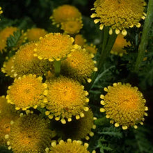 Load image into Gallery viewer, Tanacetum bipinnatum - Dune Tansy
