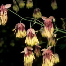 Load image into Gallery viewer, Thalictrum fendleri var. polycarpum - Torrey's Meadow Rue
