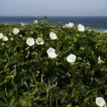 Load image into Gallery viewer, Calystegia macrostegia - California Morning Glory
