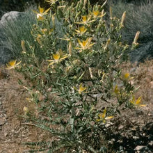 Load image into Gallery viewer, Mentzelia laevicaulis - Blazing star

