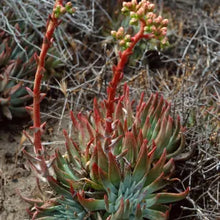 Load image into Gallery viewer, Dudleya virens
