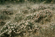 Load image into Gallery viewer, Eriogonum arborescens - Santa Cruz Island Buckwheat
