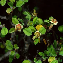 Load image into Gallery viewer, Euphorbia misera - Cliff Spurge
