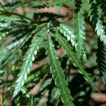 Load image into Gallery viewer, Lyonothamnus floribundus ssp. aspleniifolius - Santa Cruz Island Ironwood
