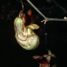 Load image into Gallery viewer, Aristolochia californica - California Pipevine

